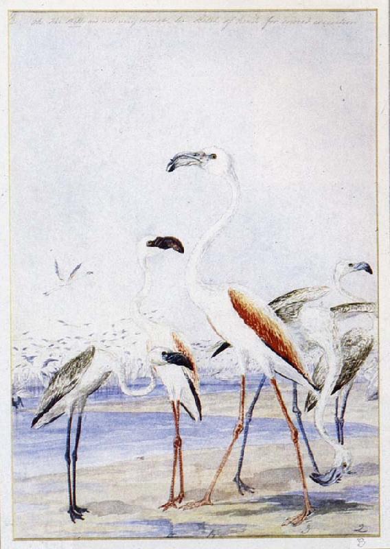 unknow artist flamingos vid v alfiskbukten i sydvastafrika en av baines manga illustrationer till anderssons stora fagelbok China oil painting art